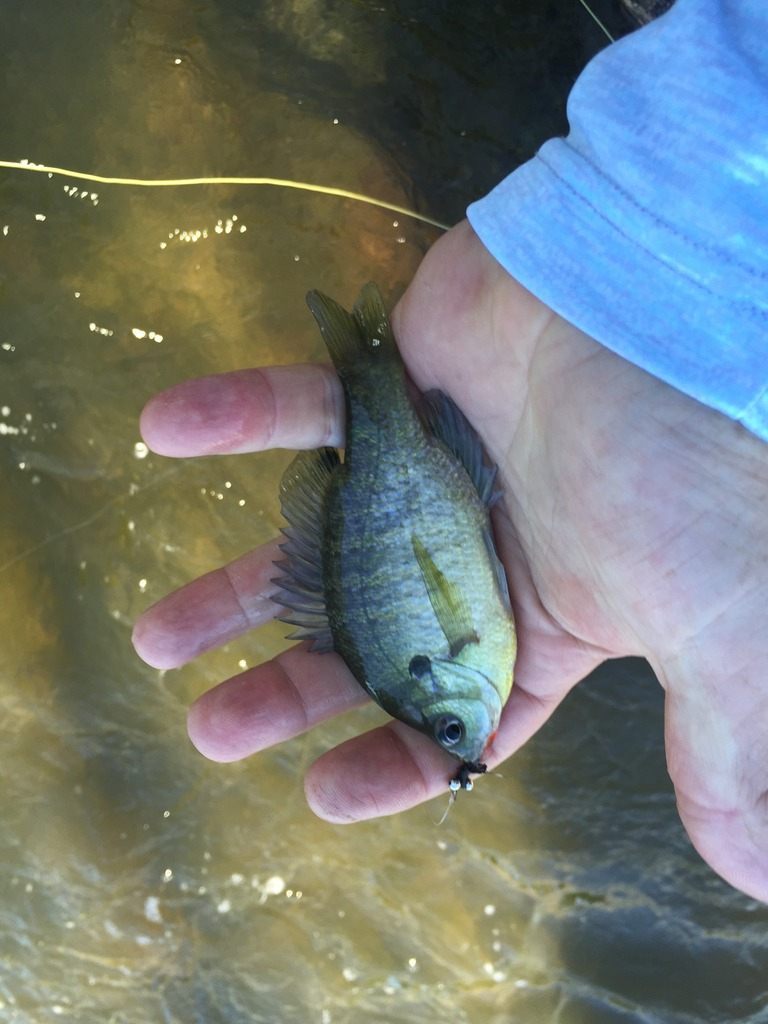 Ultralight Fly Fishing • Sulphur Creek, Lampasas Tx.